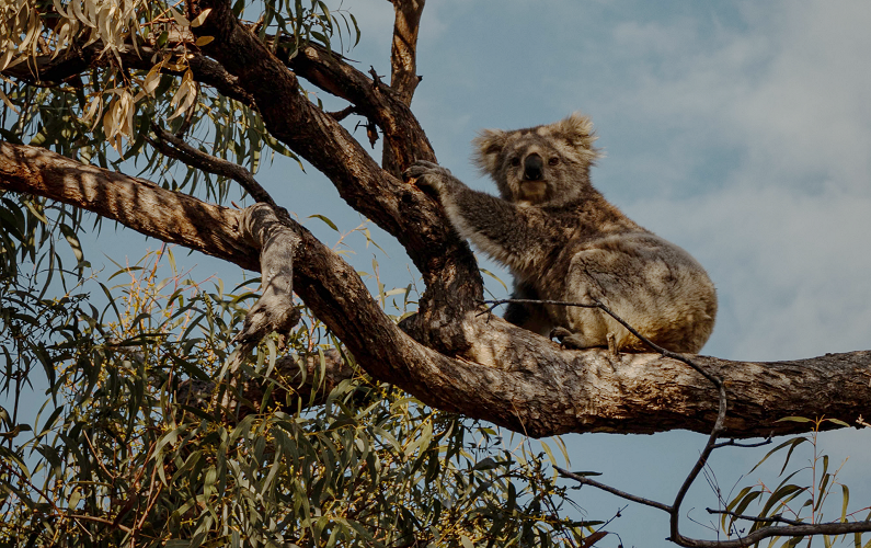 FNPW Healing our land Donation Koala in tree