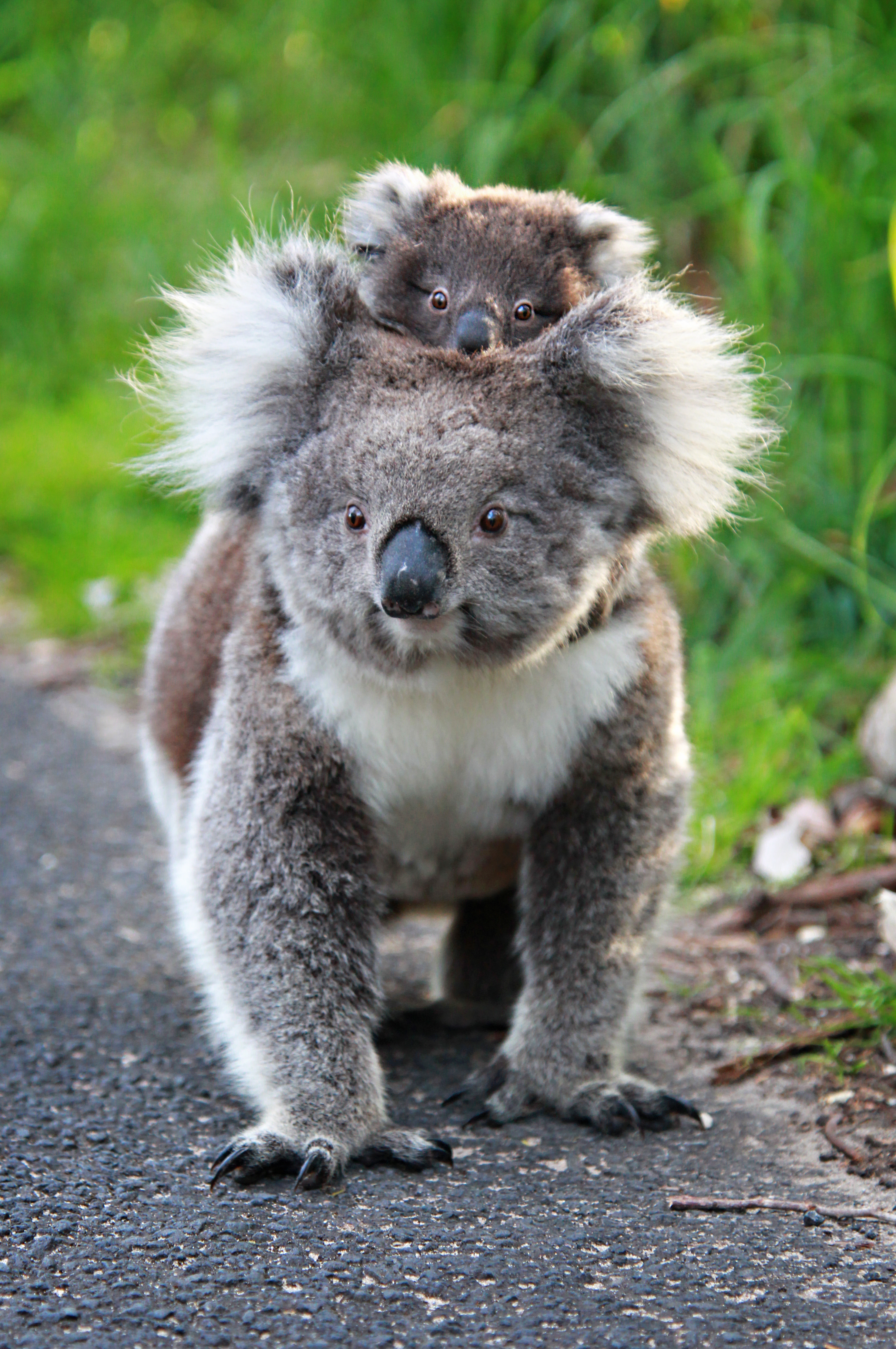 koala-mum-baby_Alyson-Boyer